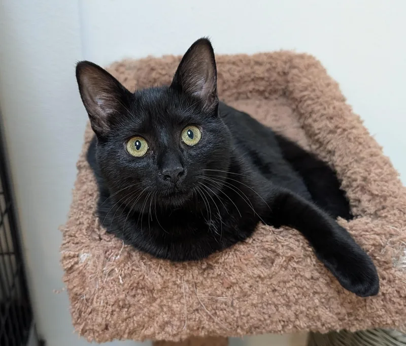 A young medium-sized female Black Domestic Short Hair cat named Kennedy for adoption in Decatur, IL