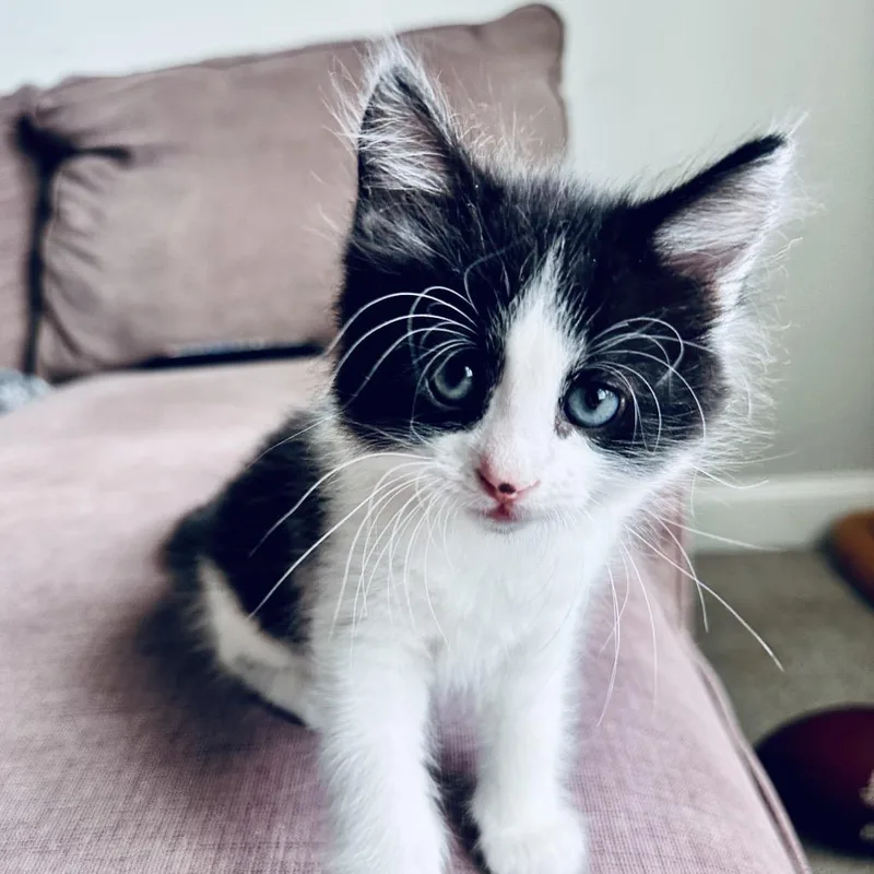 A baby small-sized male Black Domestic Long Hair cat named Fern for adoption in Brownsboro, AL
