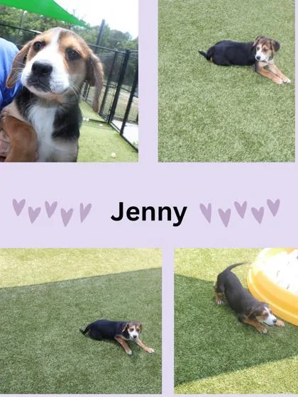 Jenny