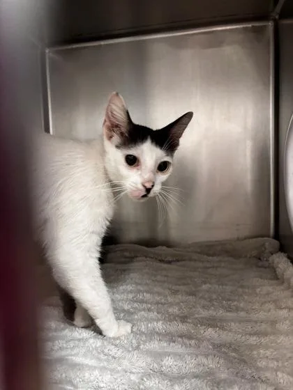 An adult medium-sized female Domestic Short Hair cat named Samantha for adoption in San Antonio, TX