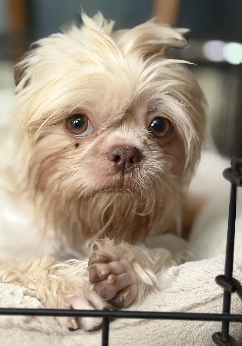 A young small-sized female Shih Tzu dog named Daisy for adoption in Davis, CA