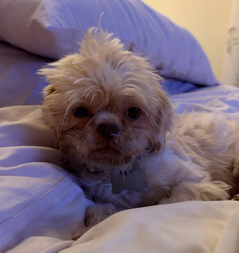 Daisy thumbnail 2
