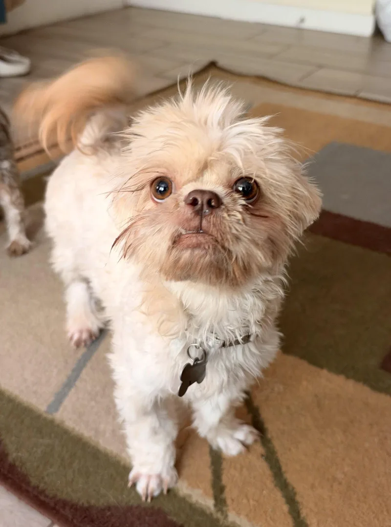 Daisy thumbnail 3