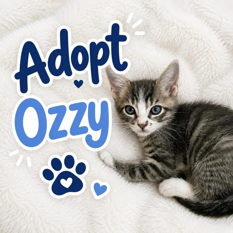 A baby small-sized male Domestic Short Hair cat named Oswell for adoption in Long Beach, CA