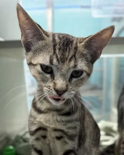 A baby small-sized female Domestic Short Hair cat named Meako for adoption in New Orleans, LA