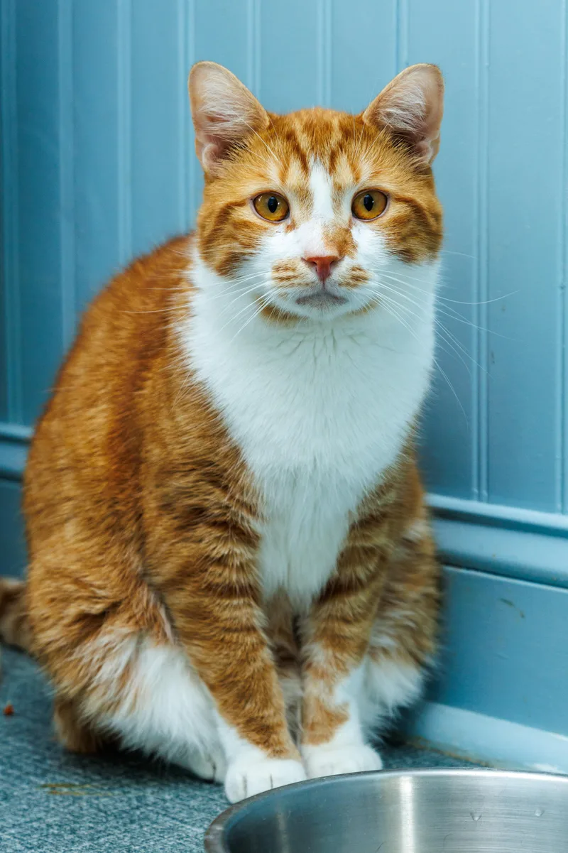 An adult medium-sized male Domestic Short Hair cat named Stuart Little for adoption in Chester Springs, PA