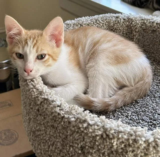 A baby medium-sized male Tabby (Orange / Red) Domestic Short Hair cat named Declan bonded to Ashling for adoption in Portland, OR