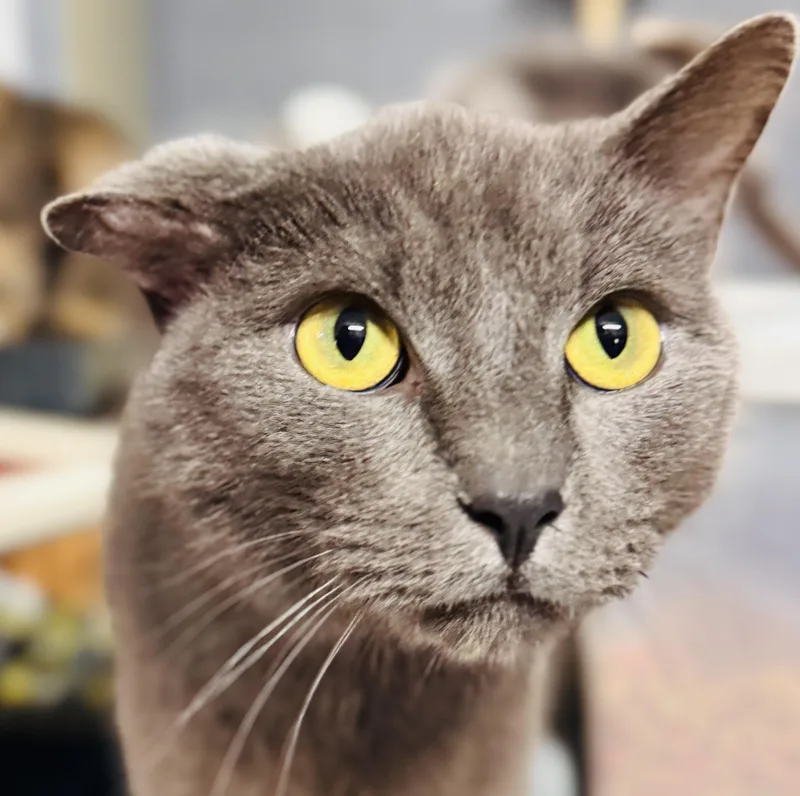 An adult large-sized male Gray / Blue / Silver Domestic Short Hair cat named Ash for adoption in Emporia, VA