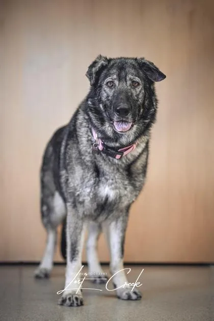 An adult large-sized female German Shepherd Dog dog named Atcha for adoption in Kalispell, MT