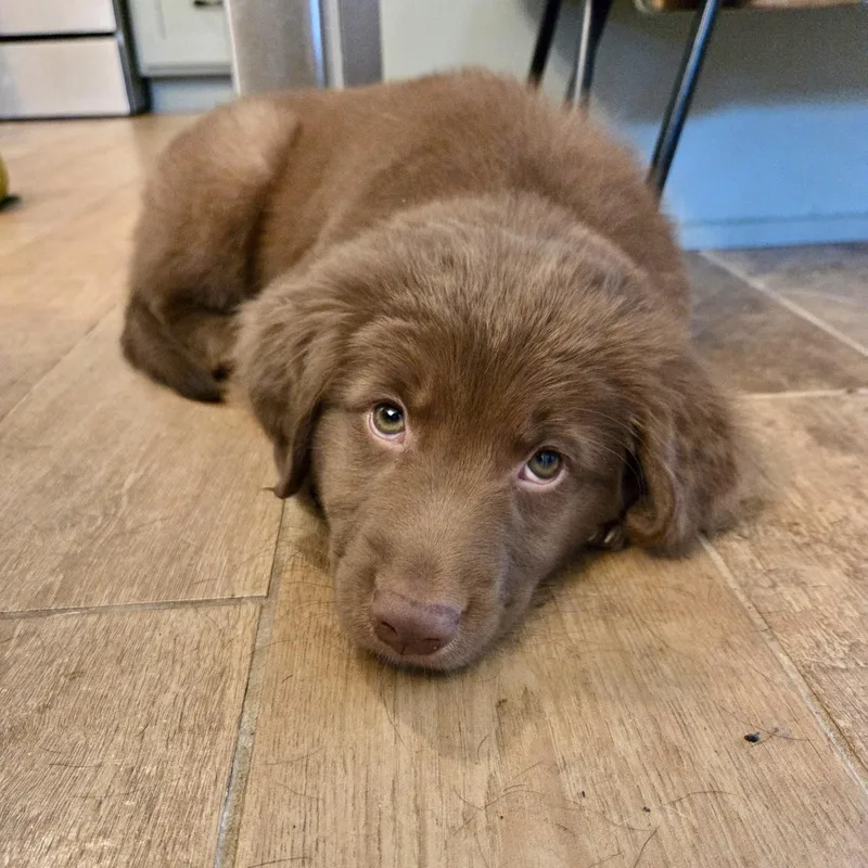 A baby medium-sized male Brown / Chocolate Australian Shepherd dog named Beckham for adoption in Prior Lake, MN