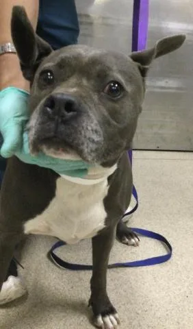 An adult large-sized female Pit Bull Terrier dog named Betty for adoption in Riverside, CA