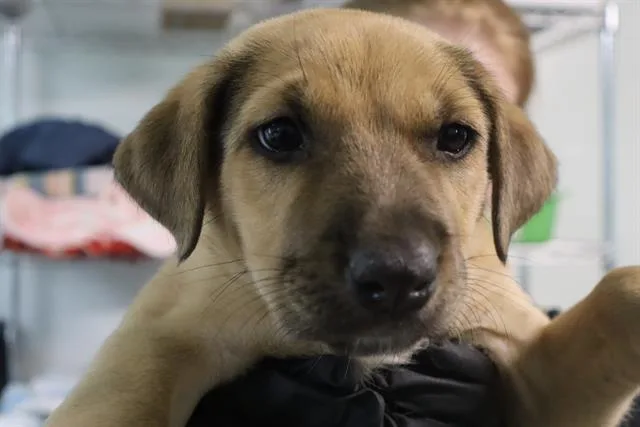 A baby small-sized female Mixed Breed dog named Daphne for adoption in Columbia, SC