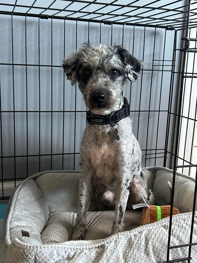 An adult medium-sized male Standard Poodle dog named Zoomie for adoption in Holly Springs, NC