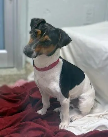 An adult small-sized male Parson Russell Terrier dog named Richard for adoption in Washington, DC