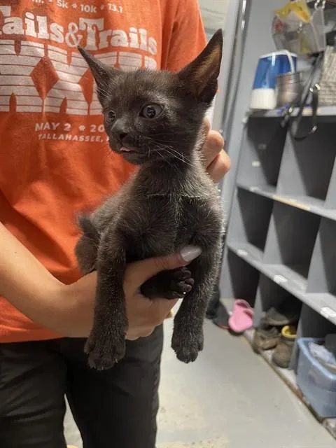 A baby small-sized female Domestic Short Hair cat named Brandi for adoption in Tallahassee, FL