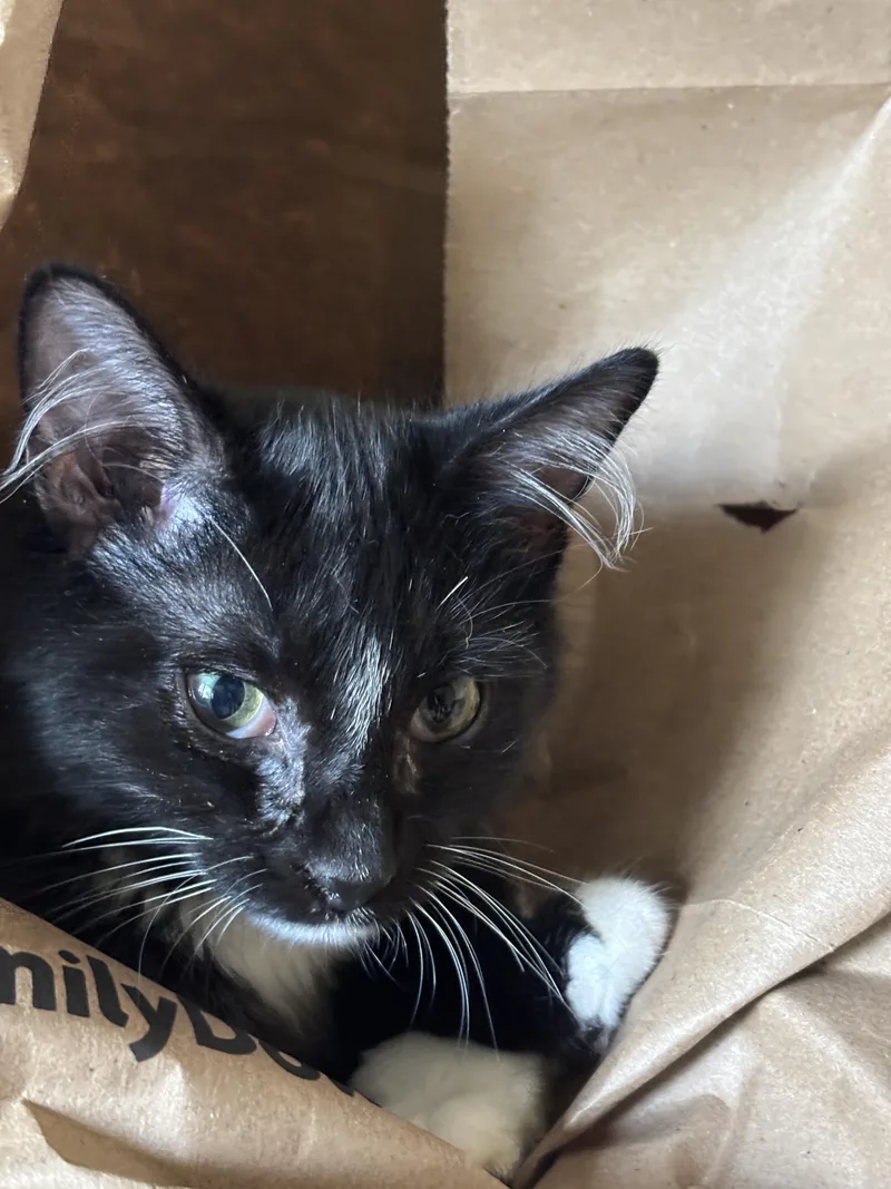 A baby small-sized male Black Domestic Long Hair cat named Pavlova for adoption in Melrose, MA