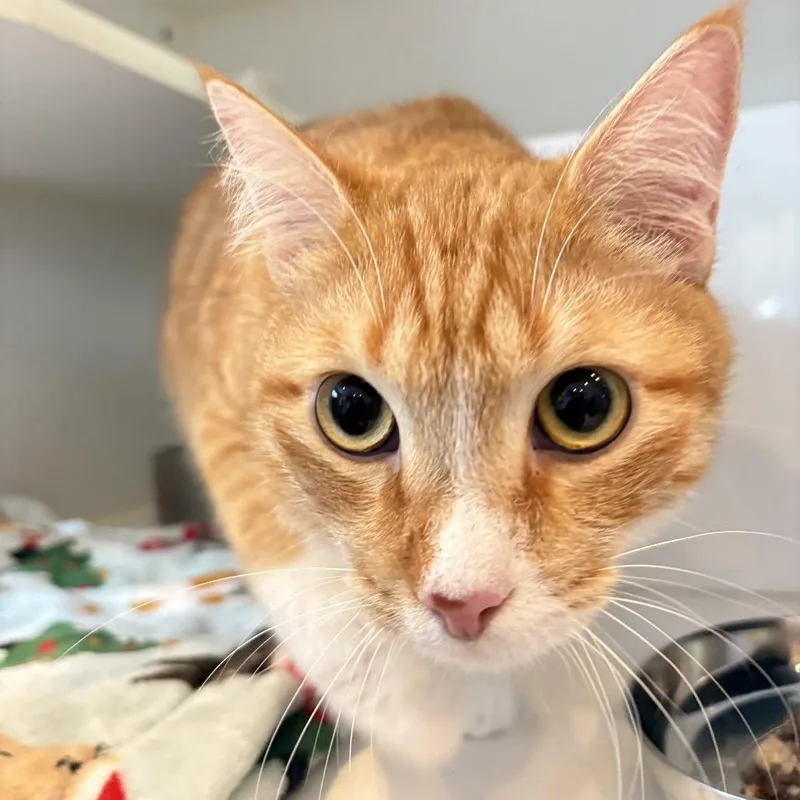 An adult large-sized male Orange / Red Domestic Medium Hair cat named Vinny for adoption in Los Angeles, CA
