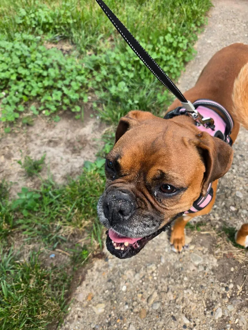 An adult medium-sized female Boxer dog named Kelly for adoption in Elkhorn, WI