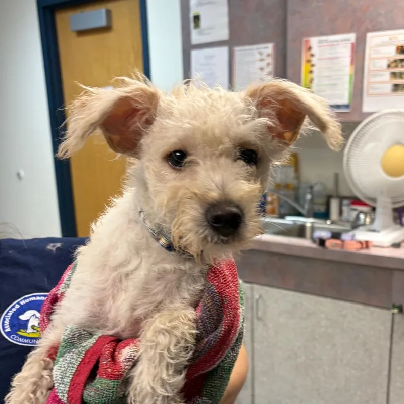 A young small-sized female White / Cream Mixed Breed dog named Skittles for adoption in Newark, NJ