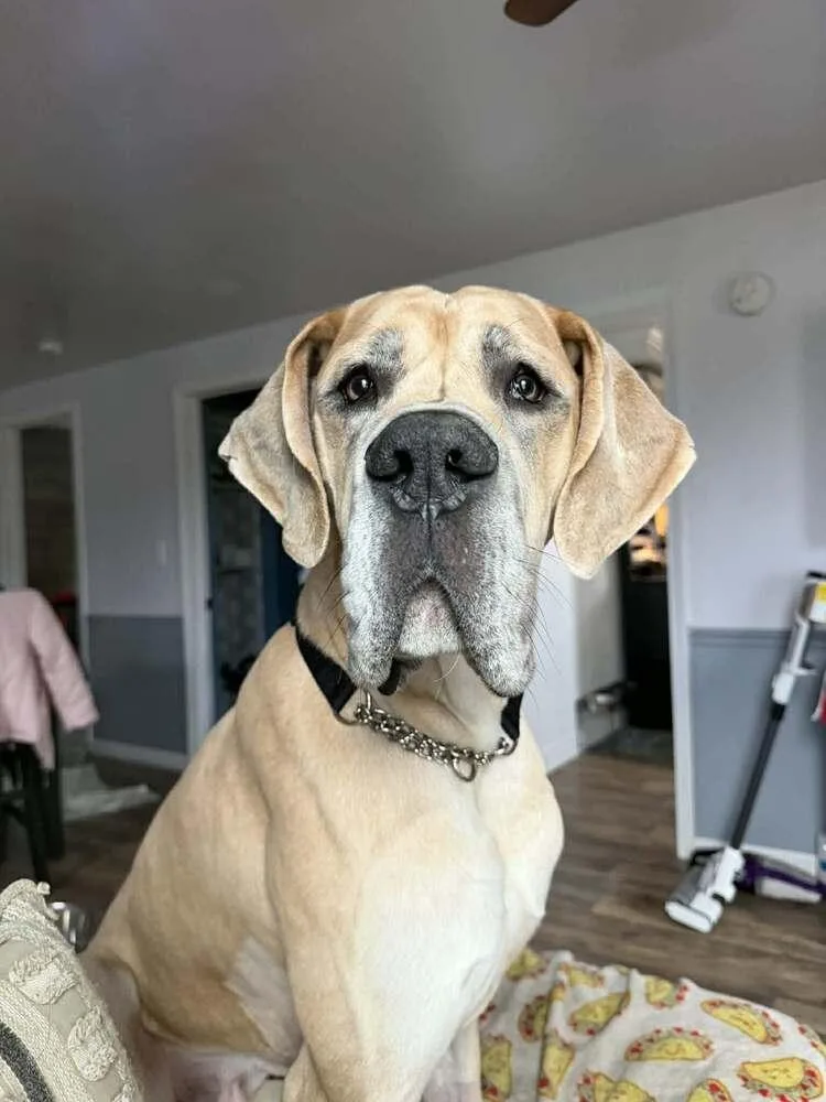 A young large-sized male Great Dane dog named Arlo for adoption in Wolcott, CT