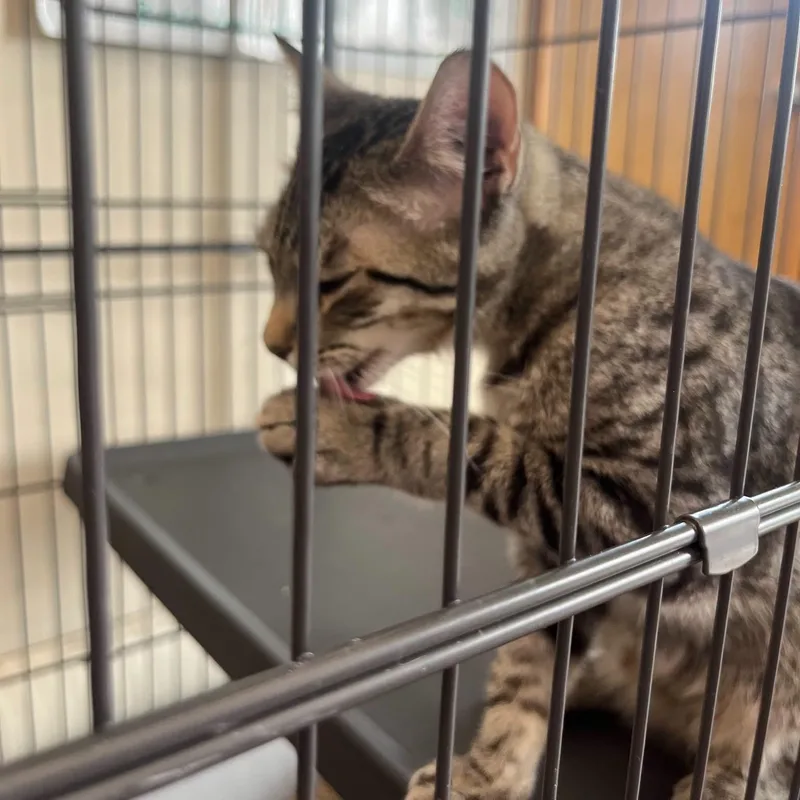 A baby medium-sized male Domestic Short Hair cat named Donald for adoption in Moncks Corner, SC