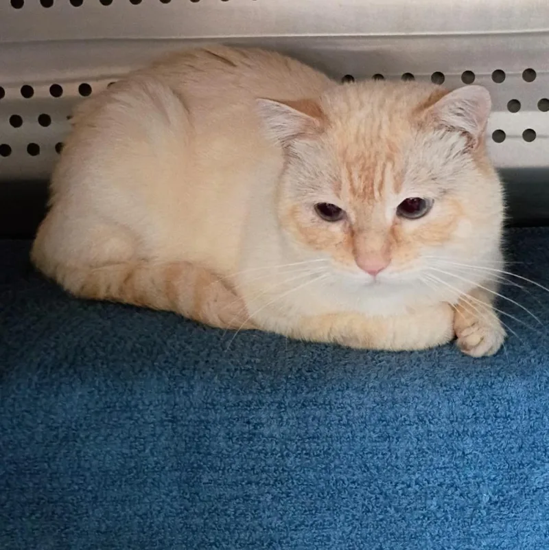 A young medium-sized male Domestic Short Hair cat named Catabunga for adoption in Hyde Park, NY