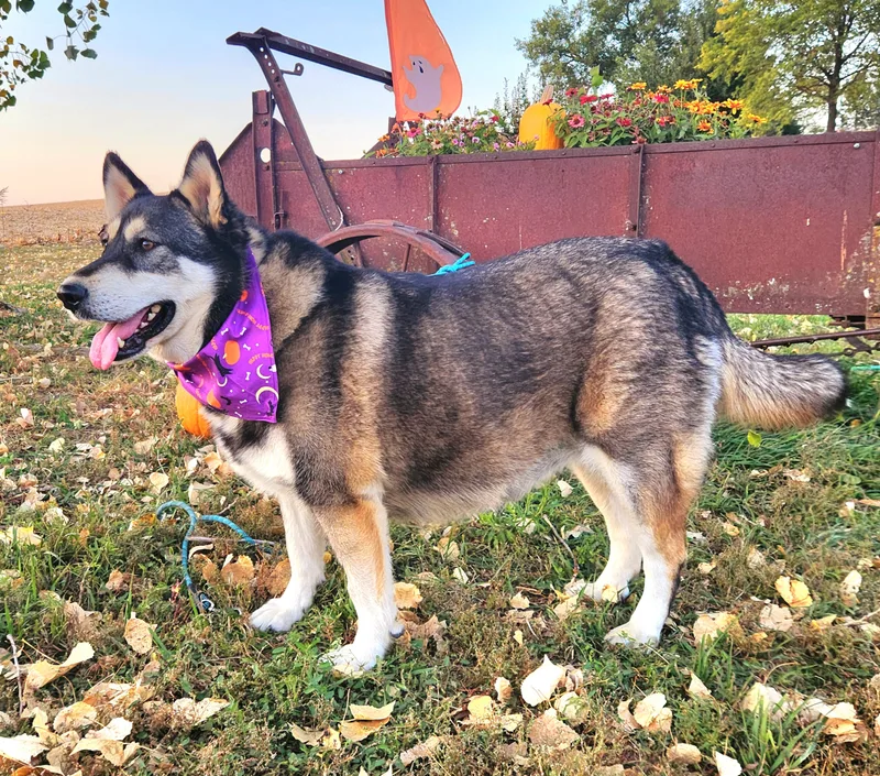 An adult extra large-sized female Black Alaskan Malamute dog named Baby for adoption in Walthill, NE