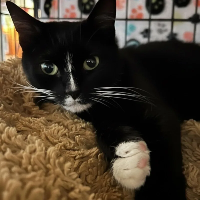 A young medium-sized female Black & White / Tuxedo Domestic Short Hair cat named Poppy for adoption in Blasdell, NY