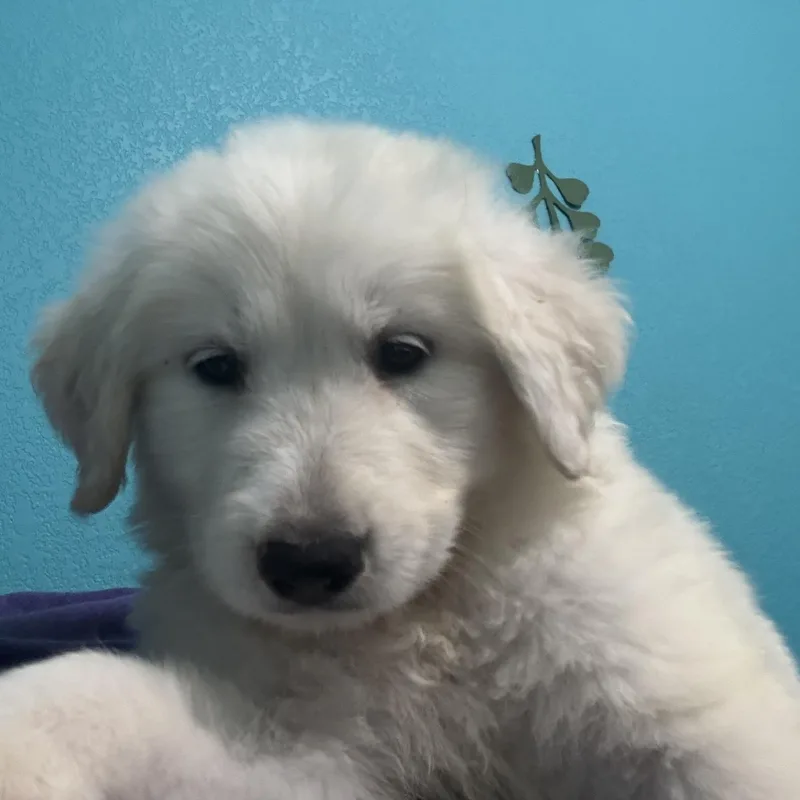 A baby large-sized female White / Cream Great Pyrenees dog named Aurora for adoption in Pflugerville, TX