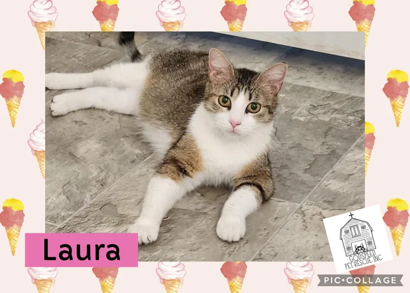 An adult medium-sized female Tabby (Brown / Chocolate) Domestic Short Hair cat named Laura for adoption in Ashland, IL