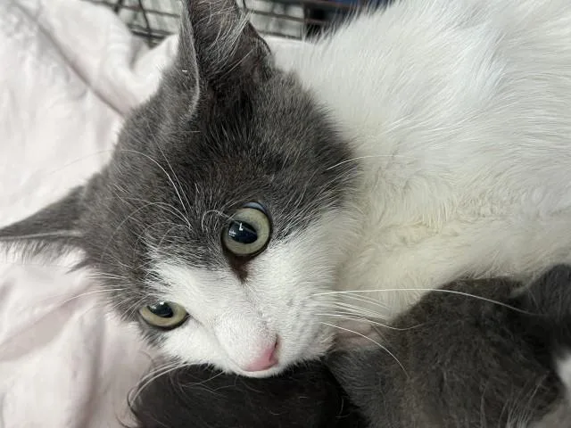 A young medium-sized female Domestic Short Hair cat named Pam for adoption in San Bernardino, CA