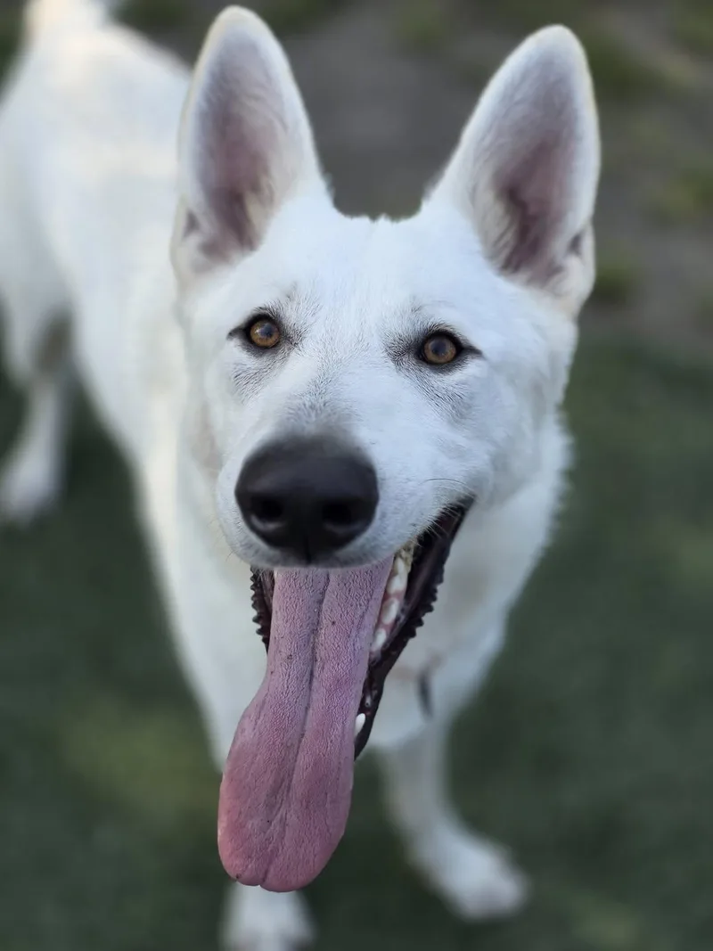 Loki