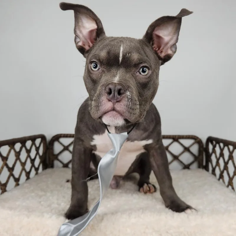 A young medium-sized male Gray / Blue / Silver American Bulldog dog named Meep for adoption in Fort Wayne, IN