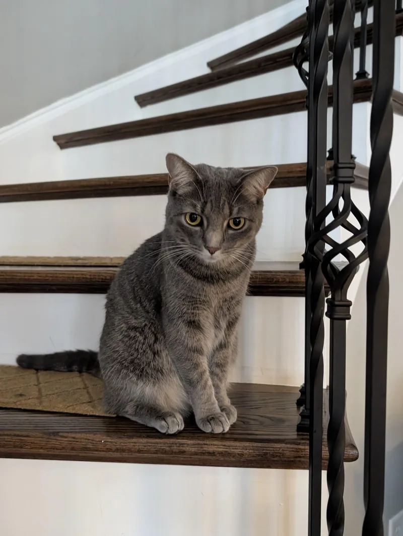 A young medium-sized male Tabby (Gray / Blue / Silver) Domestic Medium Hair cat named Tony for adoption in Charlotte, NC