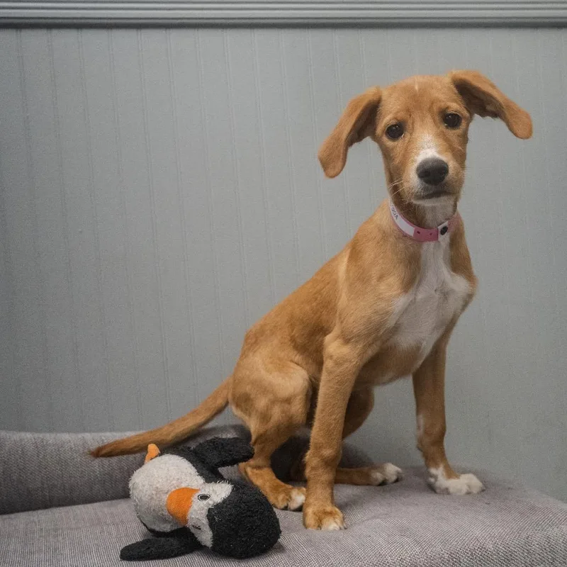 A baby medium-sized female Yellow / Tan / Blond / Fawn Brittany Spaniel dog named Catherine for adoption in Pawling, NY