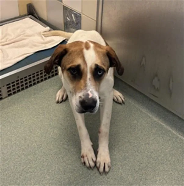 An adult large-sized male Catahoula Leopard Dog dog named Boomer A for adoption in Plano, TX