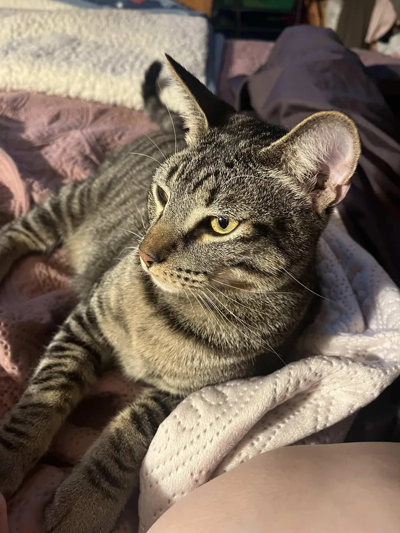 A young medium-sized male Tabby (Gray / Blue / Silver) Domestic Short Hair cat named Echo Brother of Charlie for adoption in Spring Branch, TX