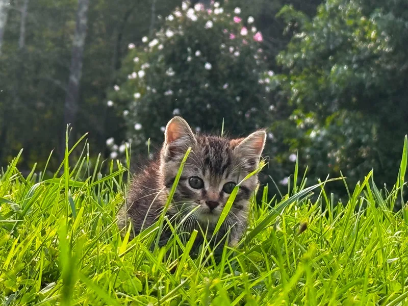 A baby small-sized female Tabby cat named Marlo for adoption in Beckley, WV