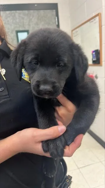 A baby small-sized female Labrador Retriever dog named Duck for adoption in Corpus Christi, TX
