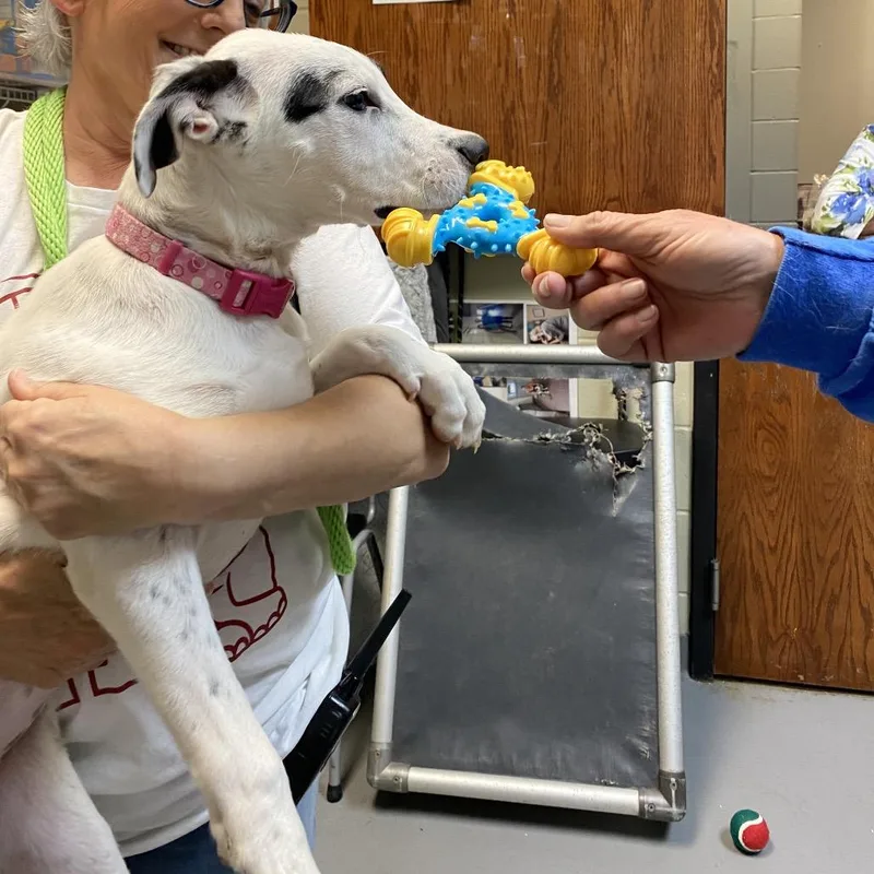 A young small-sized female White / Cream Mixed Breed dog named Dottie for adoption in Columbus, GA