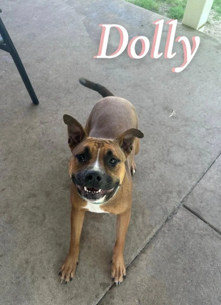 Dolly thumbnail 3
