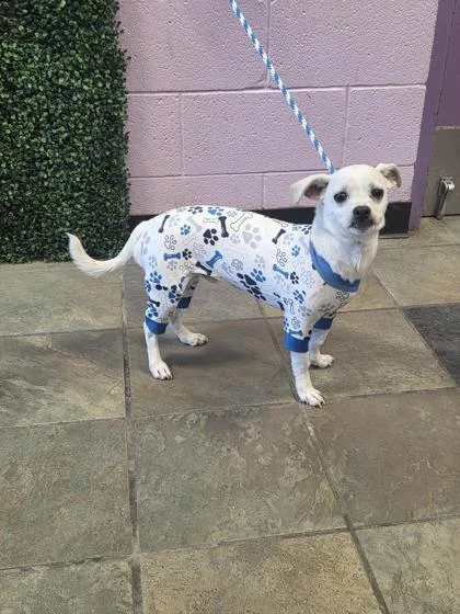 A young small-sized male White / Cream Mixed Breed dog named Pj for adoption in El Paso, TX