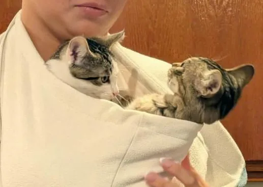 A baby medium-sized female Tabby (Brown / Chocolate) Domestic Short Hair cat named Evee for adoption in oceanside, CA