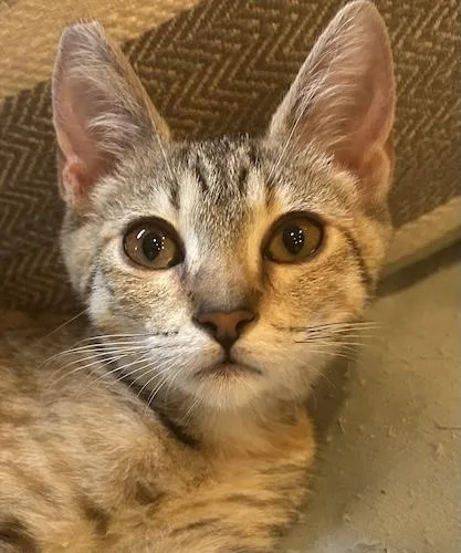 A baby medium-sized female Tabby (Brown / Chocolate) Tabby cat named Lyrab for adoption in North Highlands, CA