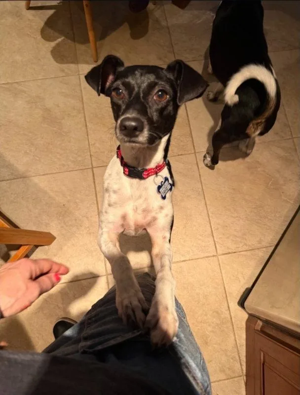 A young medium-sized female Rat Terrier dog named Sasha for adoption in East Derry, NH