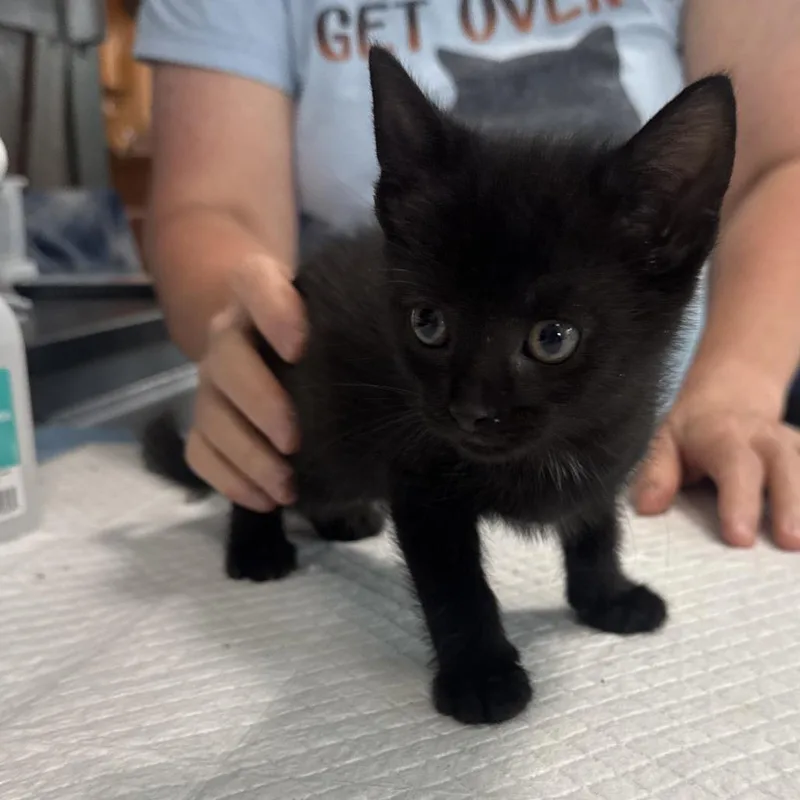 A baby small-sized male Black Domestic Short Hair cat named Truffle Lansberry for adoption in Woodstock, VA