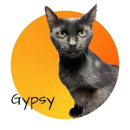 An adult medium-sized female Domestic Short Hair cat named Gypsy for adoption in Cumberland, MD