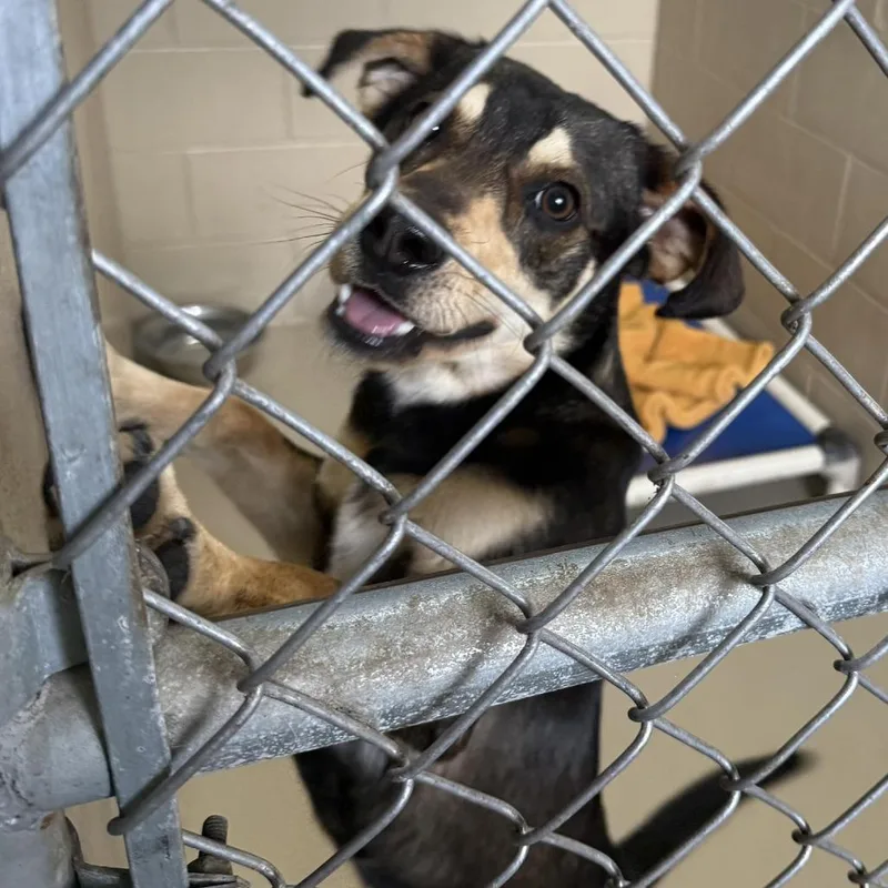 An adult medium-sized male Brown / Chocolate Mixed Breed dog named Lefty for adoption in Escanaba, MI