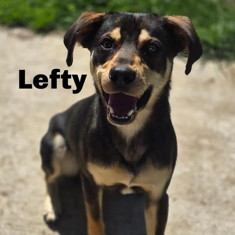 Lefty thumbnail 2