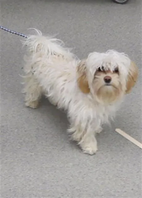 A young small-sized male Maltese dog named Schmootz for adoption in Omaha, NE
